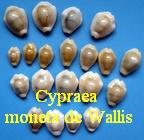 Cypraea moneta de Wallis